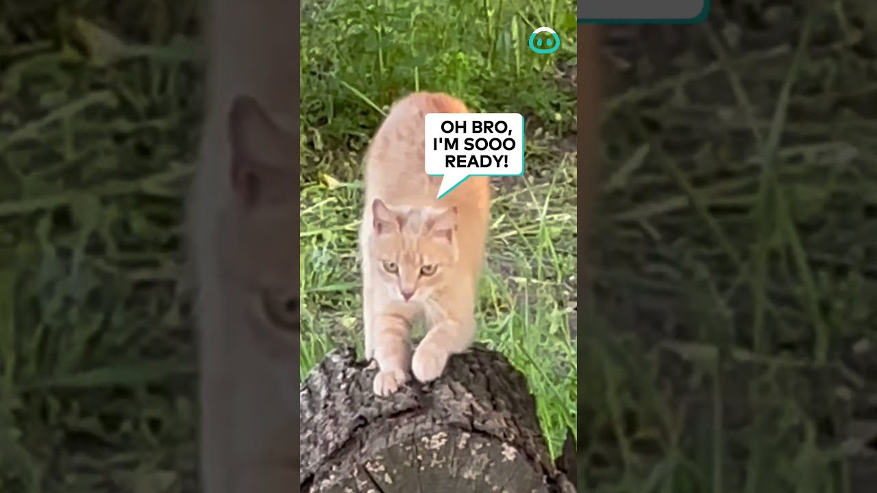 Cats Prepare For Battle And Sharpen Claws || ViralHog