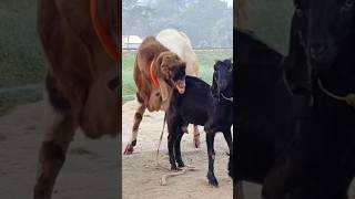 Goat's favorite moments captured on camera। animal lover #shortvideo #shorts 2024 #sorts ep2 29may