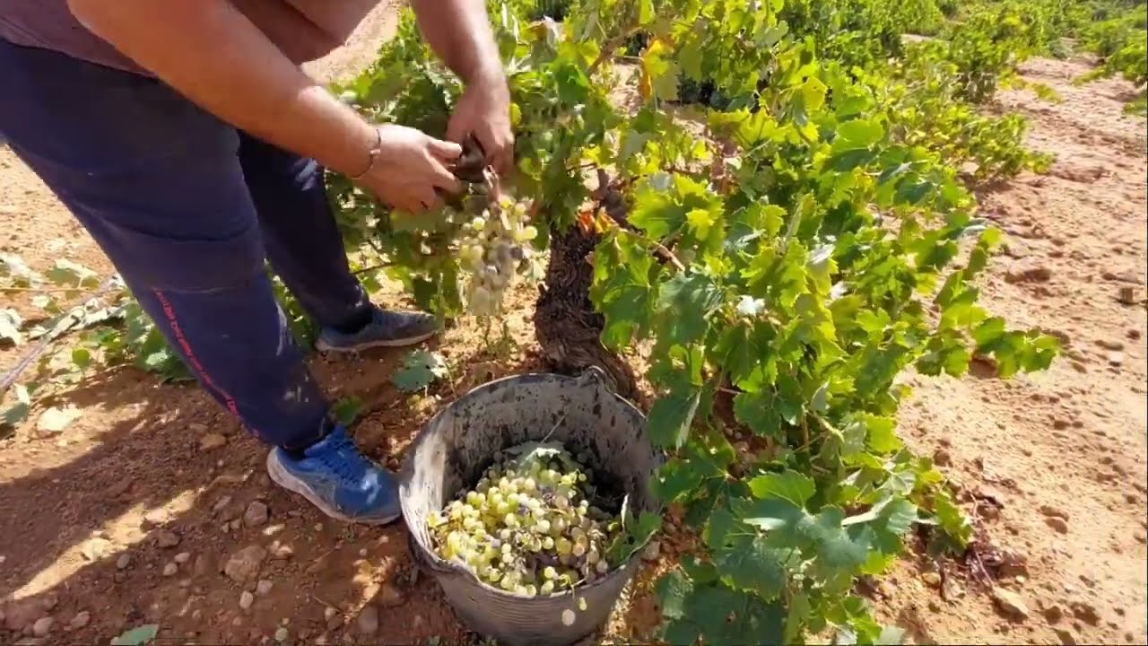 VENDIMIA SOCUÉLLAMOS