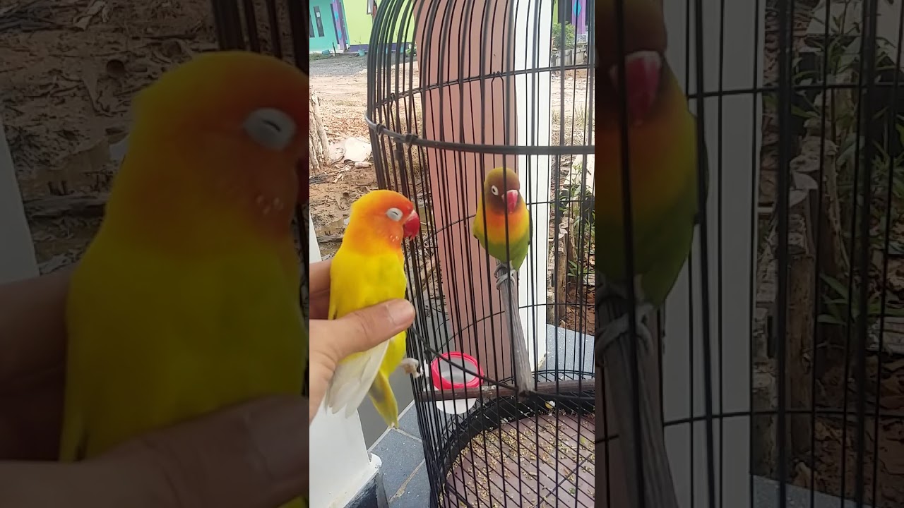 Burung lovebird ngetik 