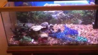 Craigslist 55 gallon aquarium