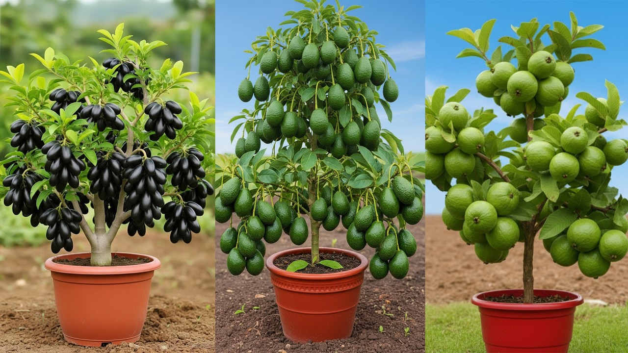 Super easy propagation java plum avocado guava trees, Ready to grow your own at home