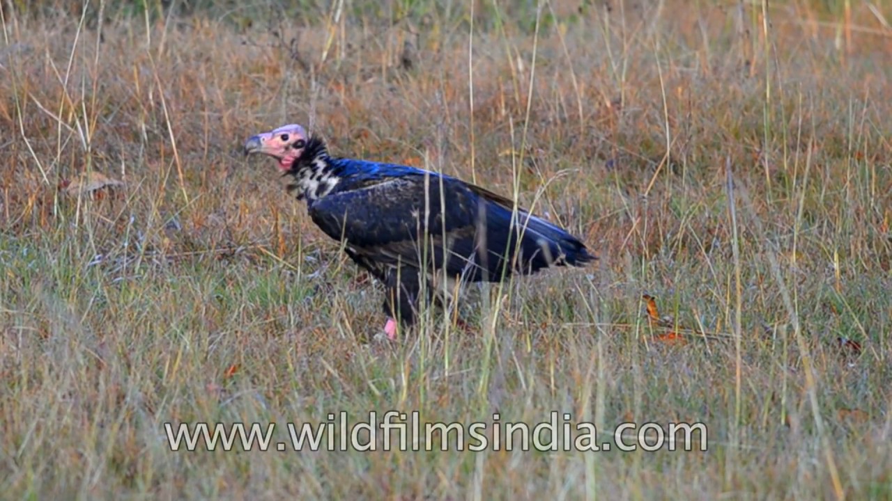 Red-headed or King vulture walks off with bones from carrion 