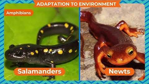 ADAPTATION IN ANIMALS  CLASS-4