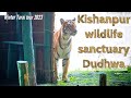 Tiger sighting in kishanpur wildlife sanctuary  dudhwa tiger reserve  perfect start of winter tour