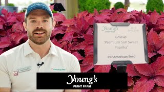 Young's Plant Farm 2025 Trial Highlight for Coleus Sweet Paprika
