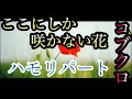 【"ここにしか咲かない花"をハモりたい方必見！】ハモりパート　ここにしか咲かない花/コブクロ