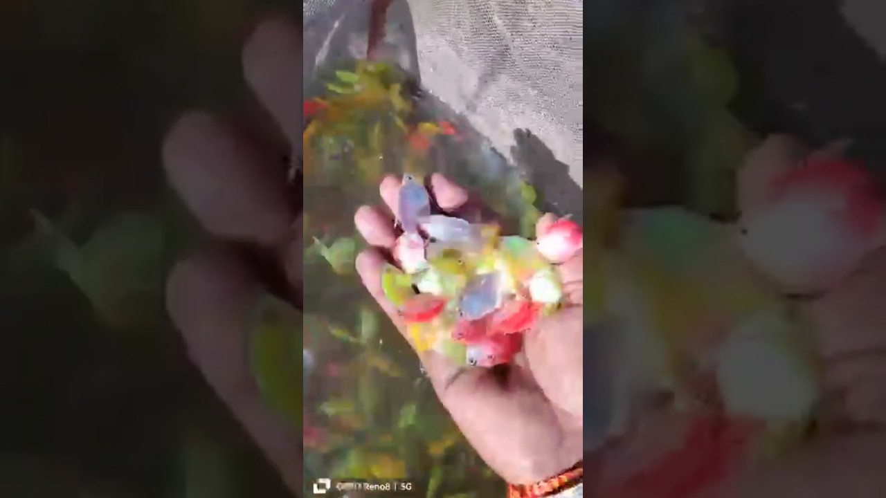 widow tetra stock come Chennai stock 8157950851 