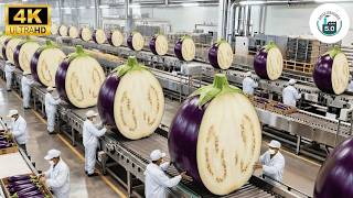 Inside a High-Tech Eggplant Factory | Full Harvest to Packaging Process
