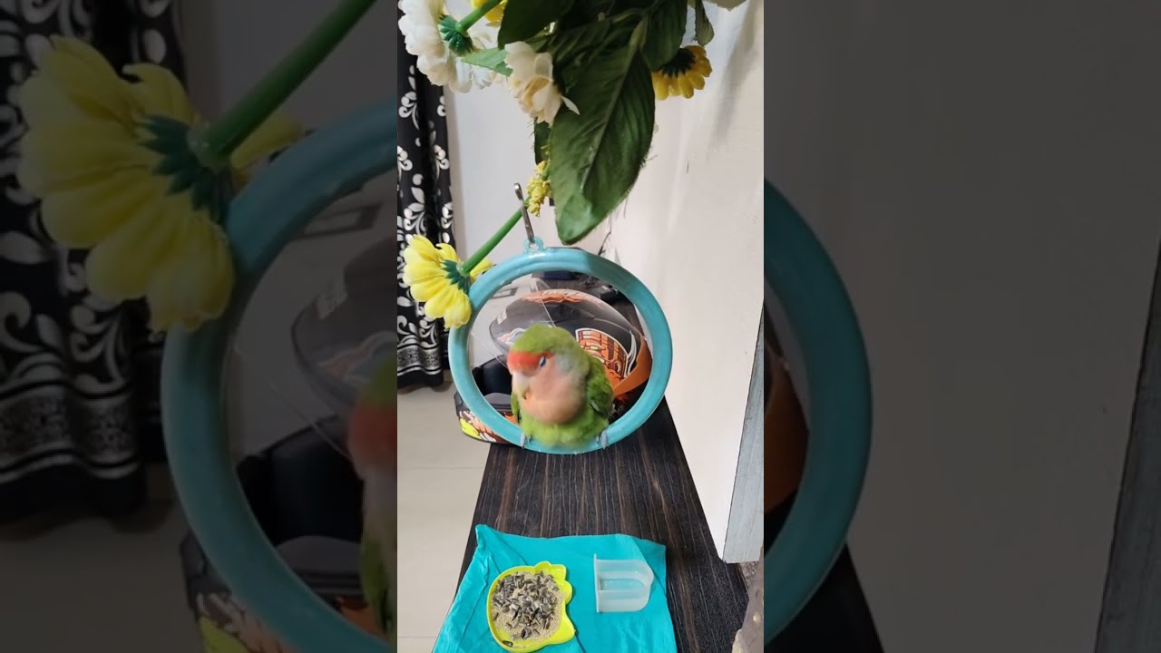 African Love Birds🐥 is live