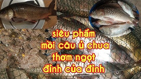 Mồi câu trắm trôi chép 2020 đơn giản dễ làm , cực kỳ hiệu quả cho 4 mùa zalo 0962116709