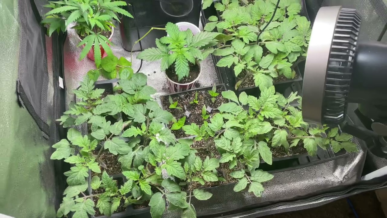 Day 56 ‘Red Hot Blueberry’