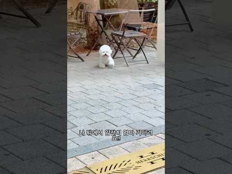 건강걷기. #비숑 #운동 #다이어트 #육아 #엄마 #일상 #귀여워 #행복 #강아지 #댕댕이 #가을