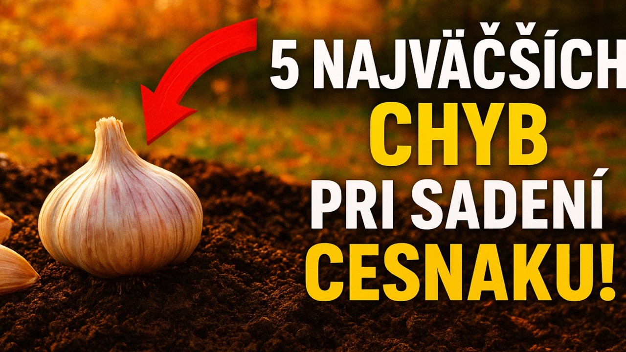 5 najväčších chýb pri sadení cesnaku v septembri ❌ Skontrolujte si to, inak úrodu nečakajte!