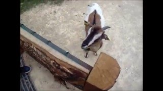 Assedea Sortie À La Vallée Des Singes