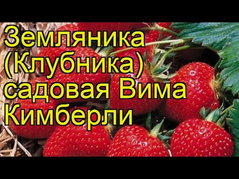 Вопрос: Сорт клубники Кимберли shy описание. Какие отзывы?