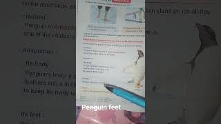 penguin 🐧 feet 🐾 أقدام البطريق