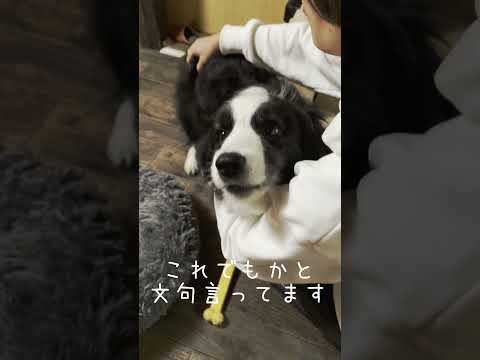 お医者さんごっこしてる飼い主にブチギレる犬 #可愛い #犬のいる生活 #大型犬のいる生活 #大型犬 #ボーダーコリー #ボーダーコリーのまろ #犬 #shorts #shortvideo