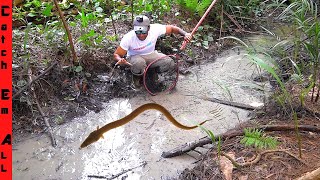 DIGGING out INVASIVE EELS in the FLOODED WOODS behind our NEW HOME!