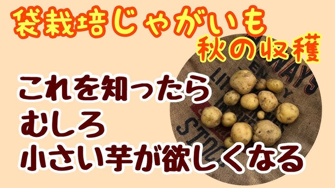 ジャガイモの袋栽培 一足先に発芽 3 8 Youtube ジャガイモの袋栽培 一足先に発芽 3 8 Youtube