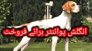 English Pointer Dog Available For Sale In Pakistan | Hunting Dog |