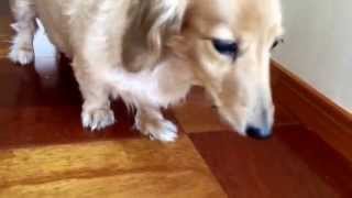犬の鳴き声。効果音・自然の環境音