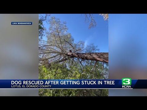 Dog stuck in a tree 25 feet high in El Dorado County