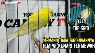 MEMANG LUAR BIASA CUMA DI SINI YG TAK PERNAH KEHABISAN STOCK KENARI MEWAH‼️