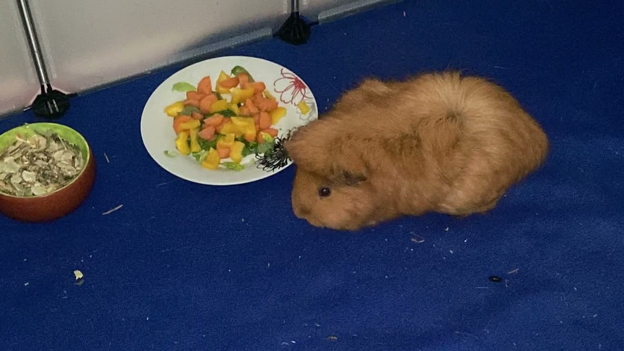 Tiere in Ergolding und Obergangkofen 