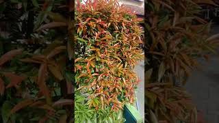 Allah Allah aghisna,#Nazwa Maulidia#