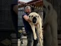 I cani pi grandi del mondo - Il Kangal