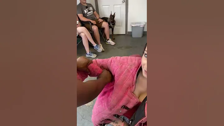 Girl wearing bite sleeve, takes a bite from a trained protection Belgian Malinois... - DayDayNews