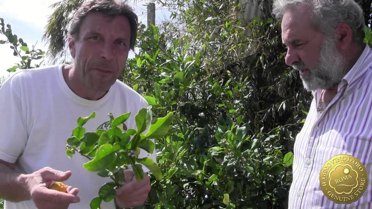 Tour dei Vivai Torre a Milazzo!-Franco scopre la pianta del Limequat - quarantesima parte