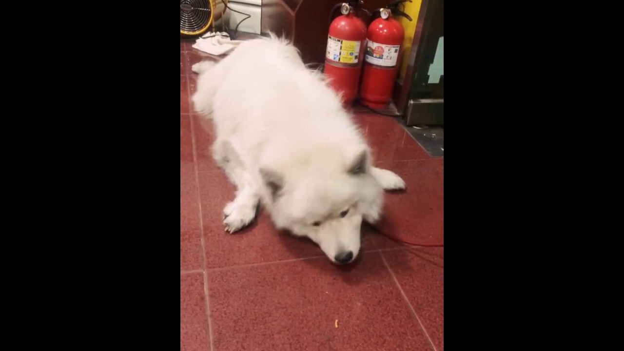 lazy samoyed