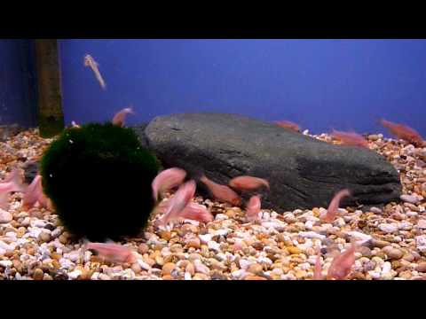 knowledge base Blind Cave fish @ Sweet Knowle Aquatics