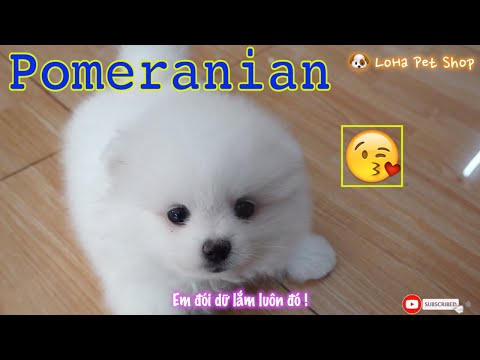 Video LoHa Pet Shop Chó Phốc sóc và Shihtzu siêu dễ thương -... - youtube