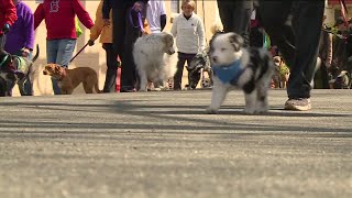 Richmond SPCA's Dog Jog and 5K Run is March 19-21