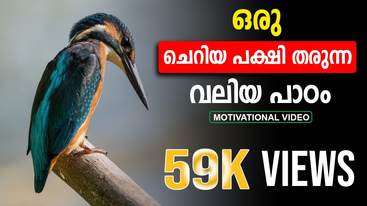 Story Of A Little Bird Malayalam Inspirational Story Malayalam