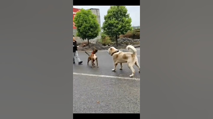 Pitbull vs Alabai🔥 Most aggressive fight ever😱😱😱 #dogs
