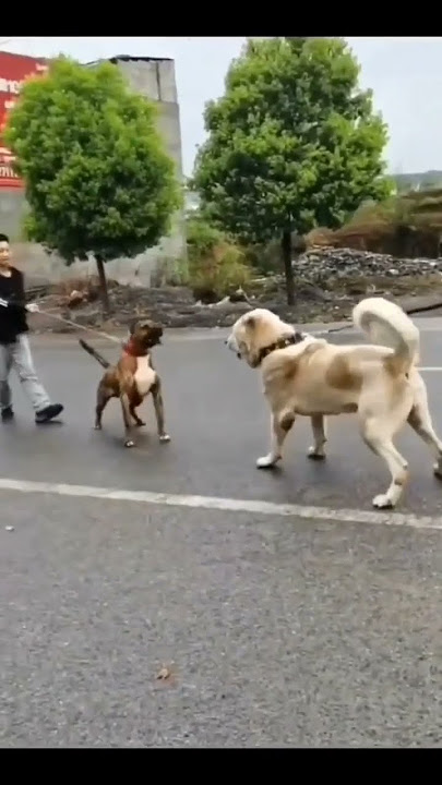 Pitbull vs Alabai🔥 Most aggressive fight ever😱😱😱 #dogs