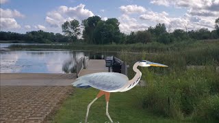 Sneaking Up on a Great Blue Heron