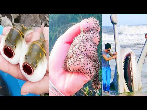 Catching Seafood, Fish, Clam, Octopus, Crab, Shrimp | Fishing Videos - Satisfying ASMR #4