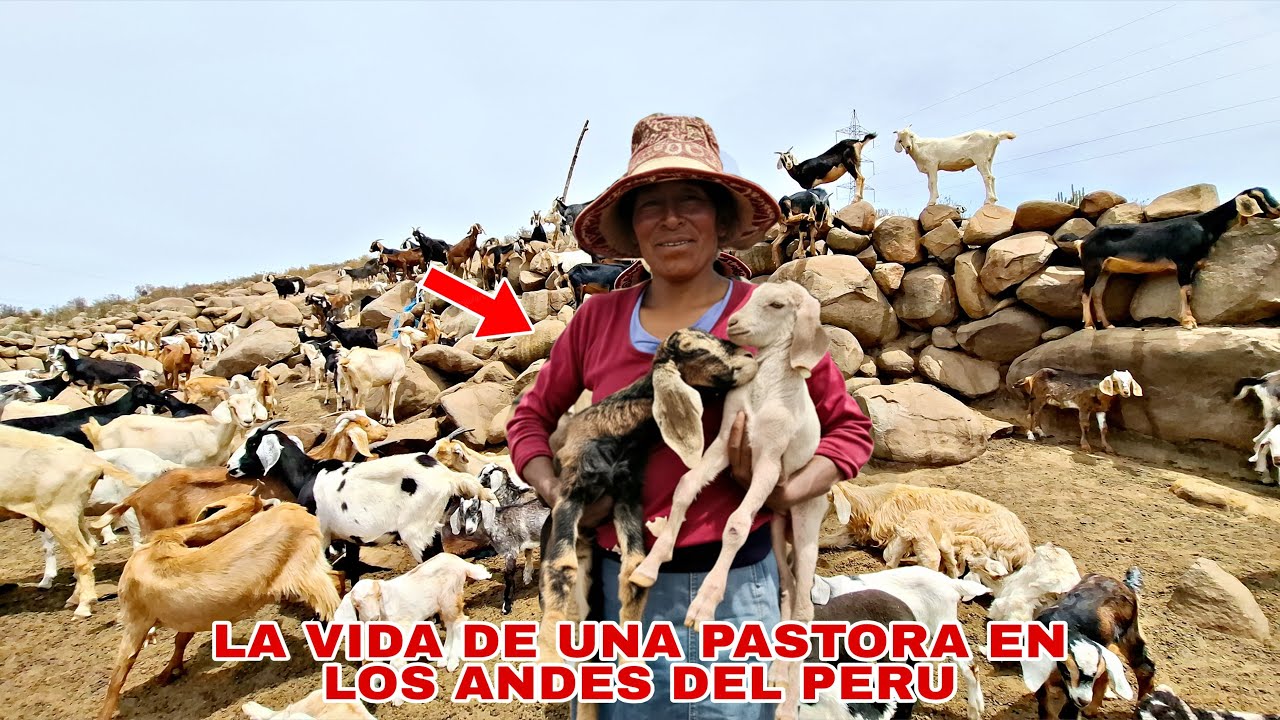 "Doña Yolanda - Una Mujer Guerrera que vive sola Pastando a sus Ganados"