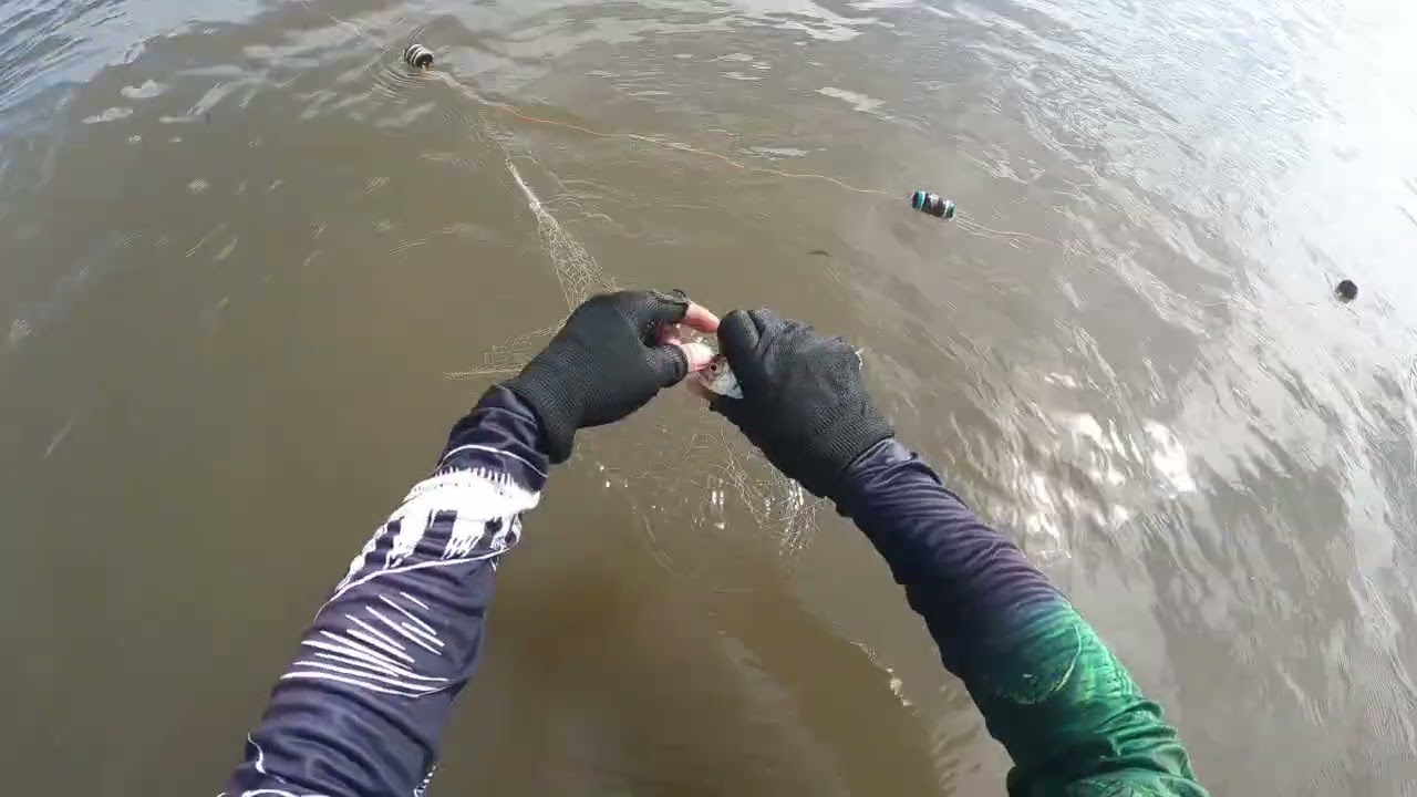 Solve na mga kalambat