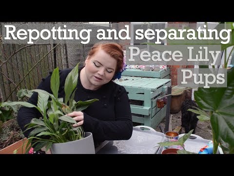 वीडियो: स्पैथिफिलम के पौधे को कब विभाजित करें?
