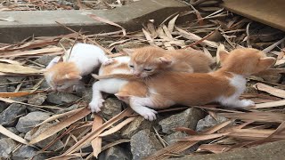 rescue 4 kittens