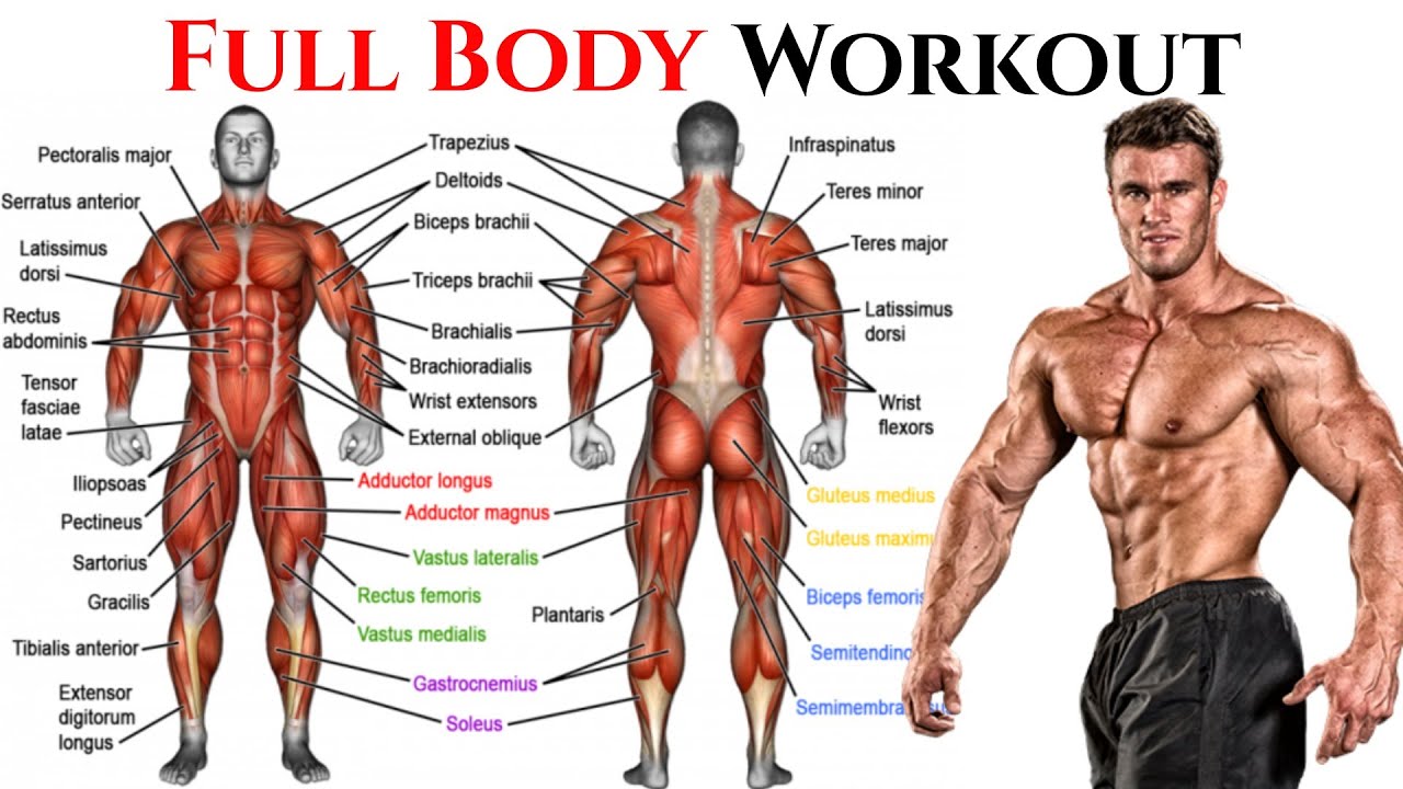 What are the best full-body exercises?