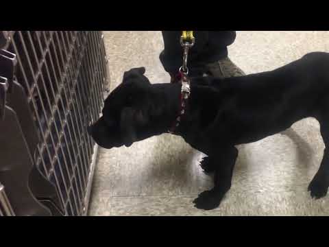 *Adopted!* Boomer  & Brady