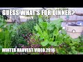 Aquaponics Winter Harvest &amp; Spinach Curry -  2016 Supporters Video
