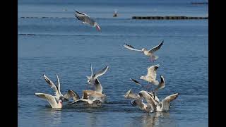 Download Lagu Dj religi perdamaian merdu full bass viral MP3